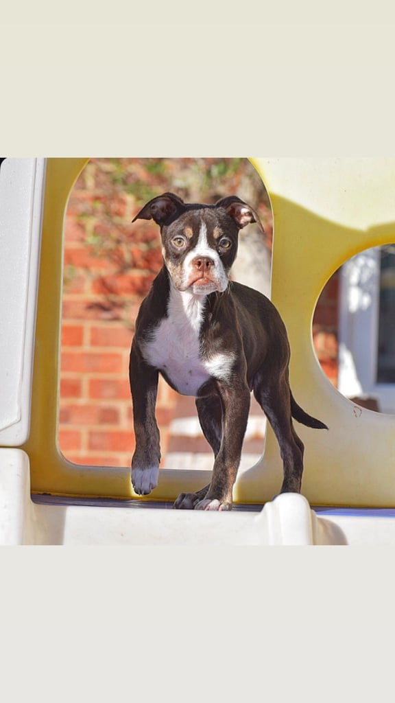 Council approved 5 star rated licensed, old tyme bulldog / olde English bulldog