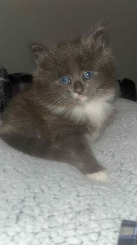 Male kitten 