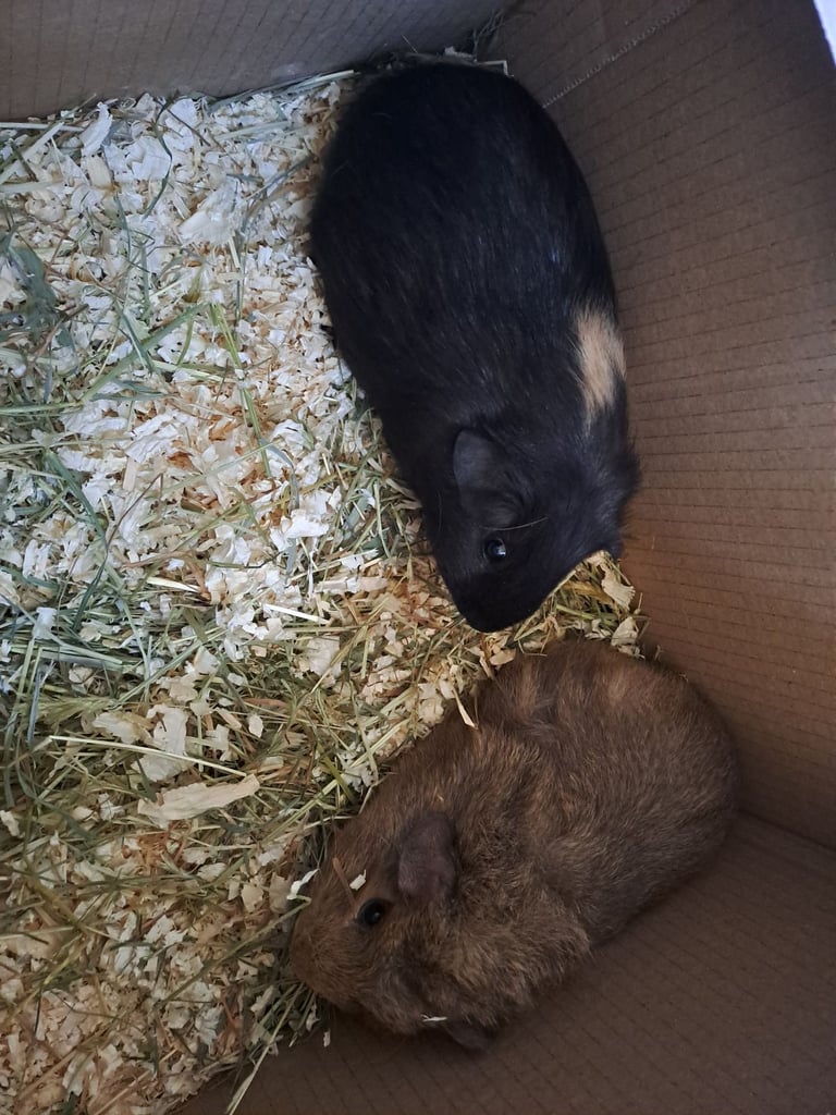 image for Gorgeous guinea pigs in search of new loving homes 