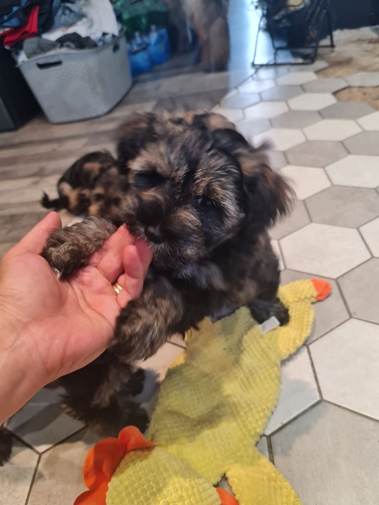 Schnauzer mini + YorkshireTerrier Biewar puppys