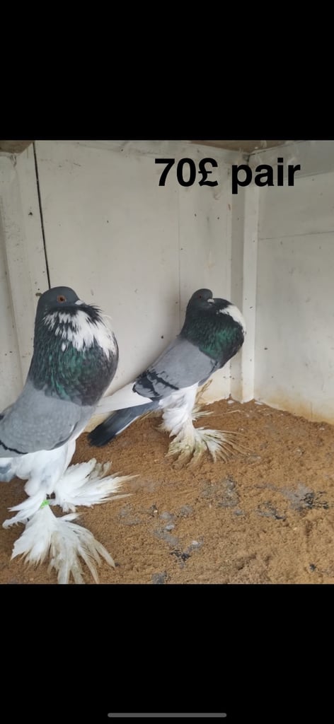 image for Sale pigeon