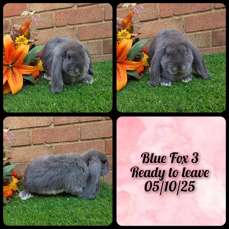 Fully Pedigree French Lops