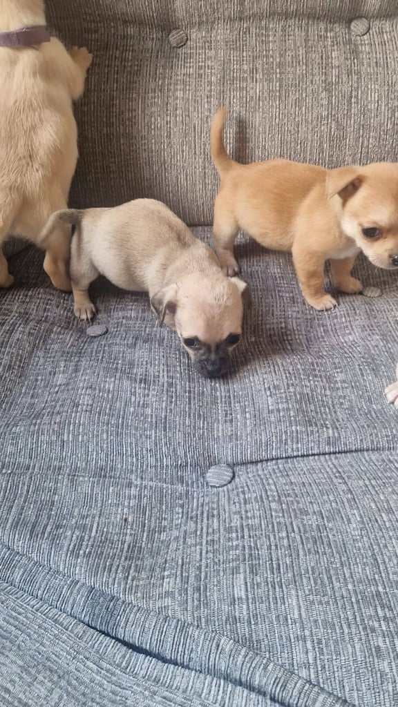 Chihuahua puppies