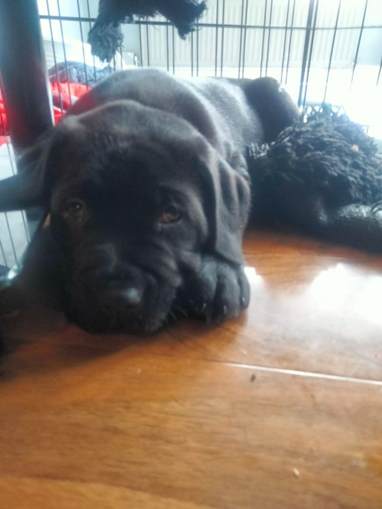 Cane Corso puppies black