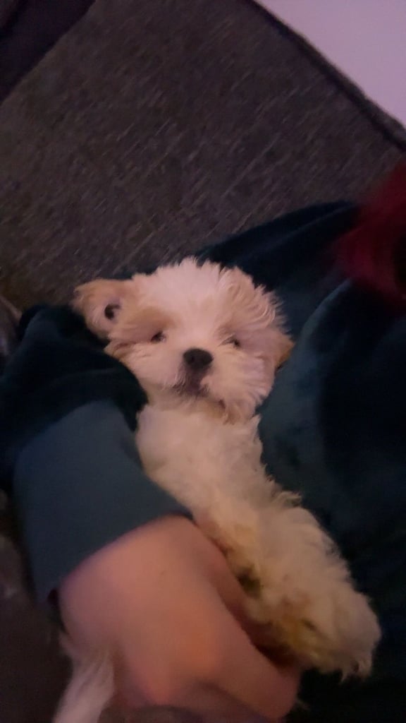 4 month old Shih Tzu