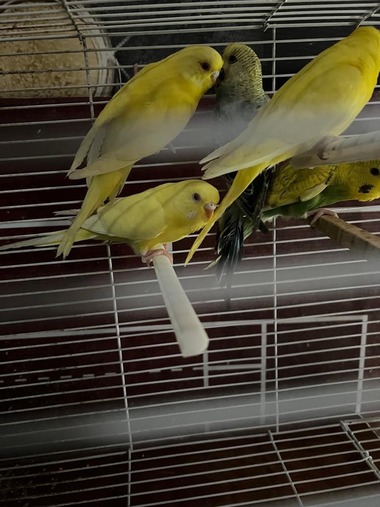 image for Budgies 