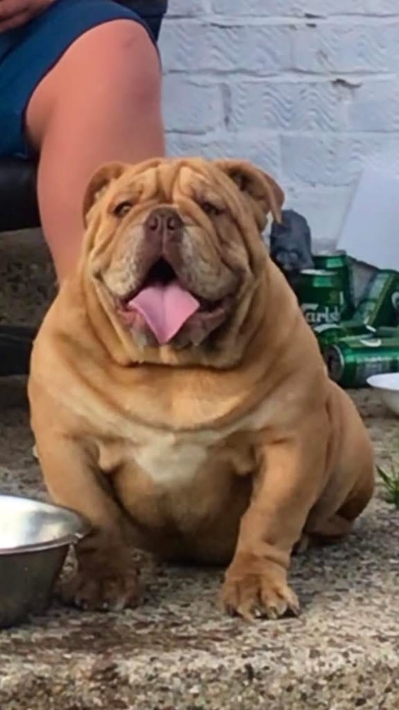 Minibull bulldog puppies 