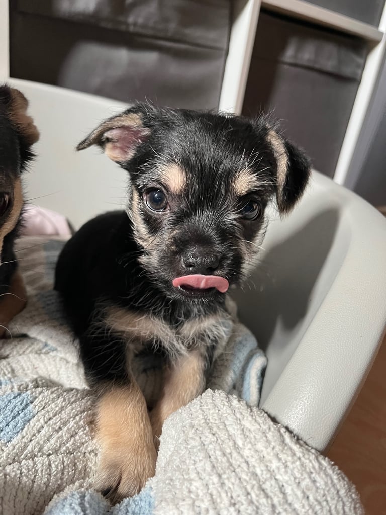 Male and female puppy