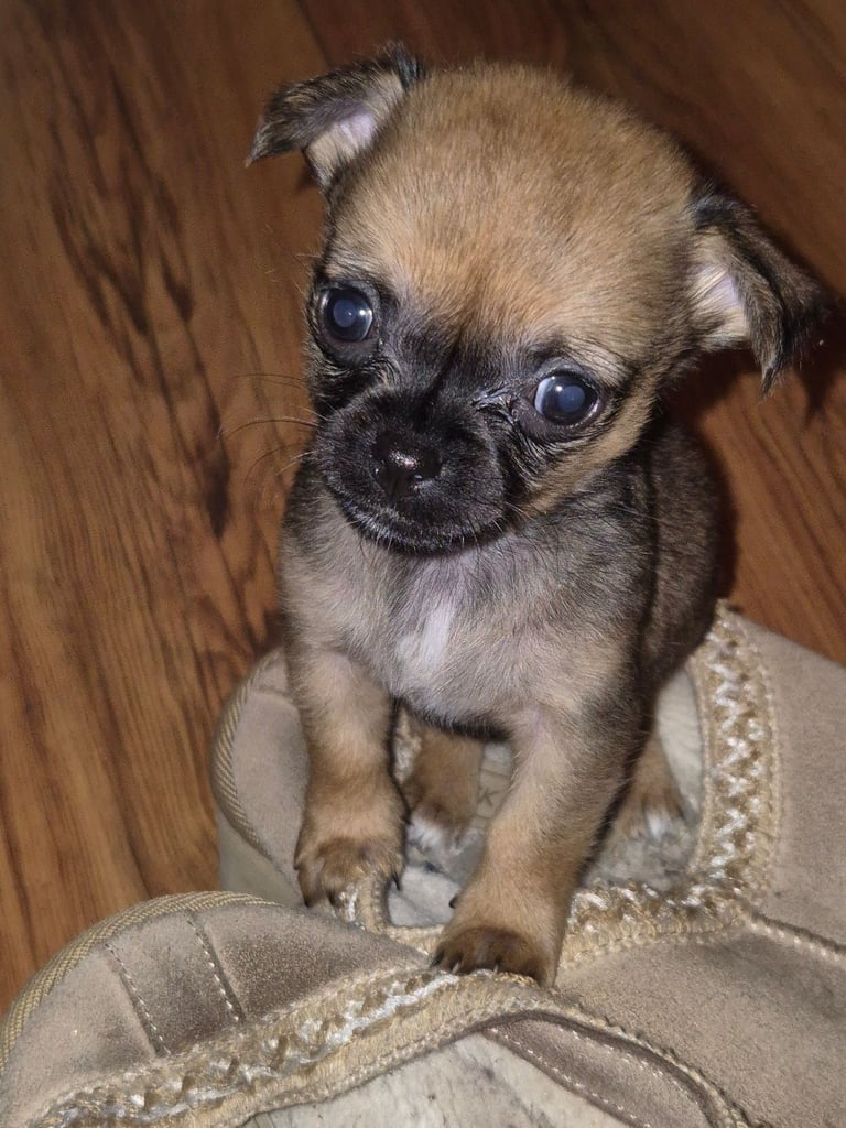 Chug puppies (only 3 left)