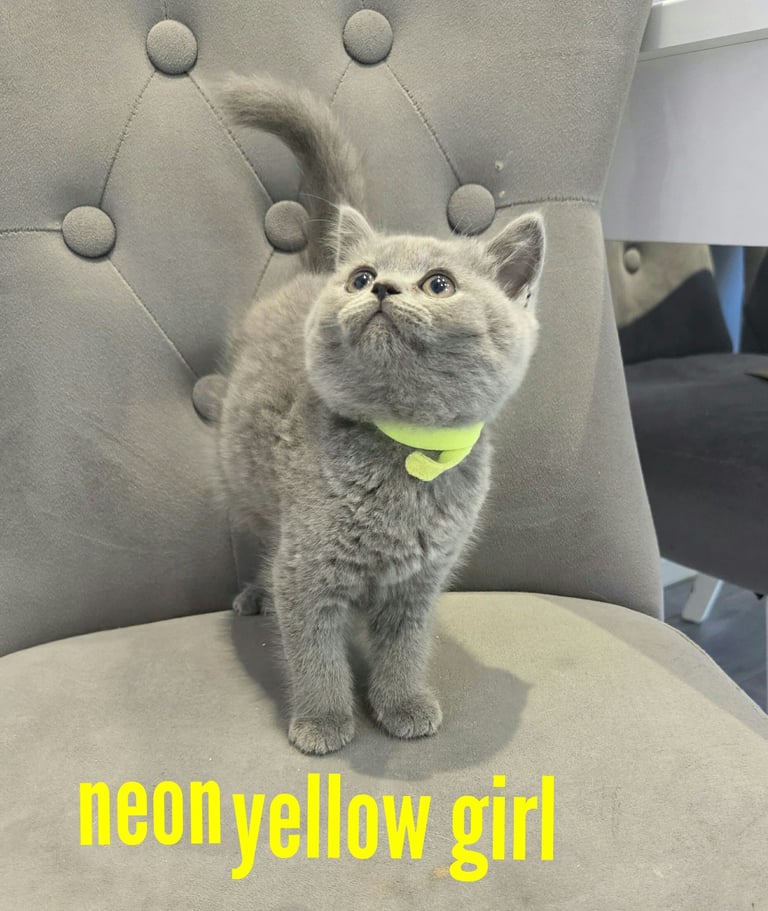 Full British blue short-haired and British longhair kittens ready for new home