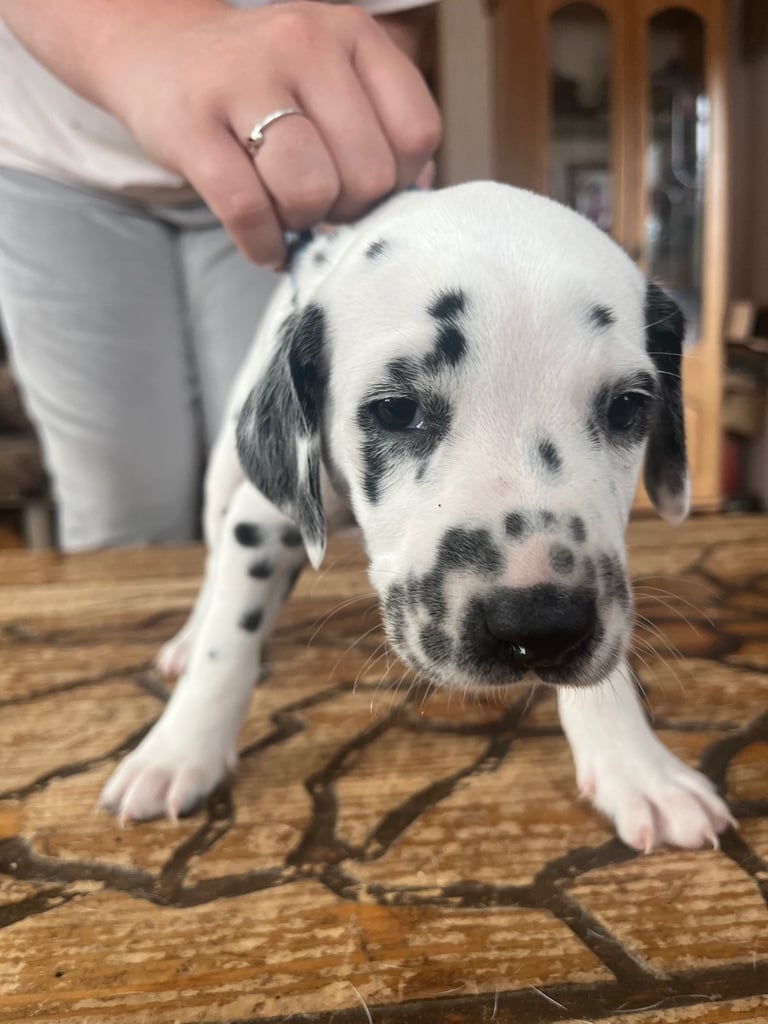 Stunning Dalmatian puppies KC reg show winners 