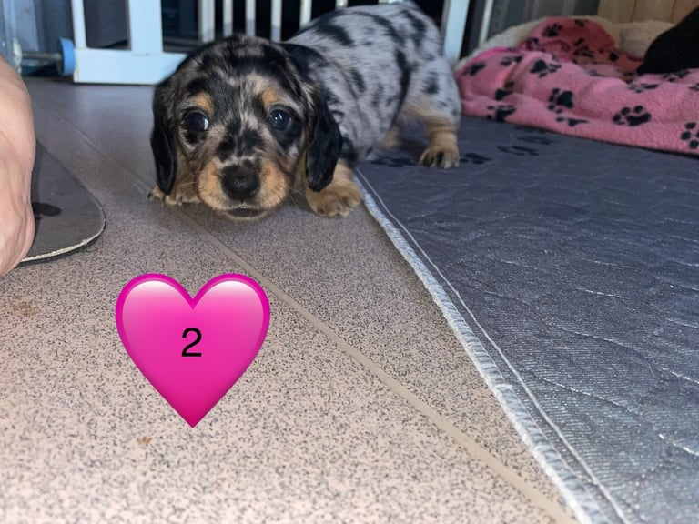 Long Haired Dachshund Puppies READY NOW!