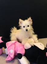 Chihuahua/Pomeranian (POMCHI) boy