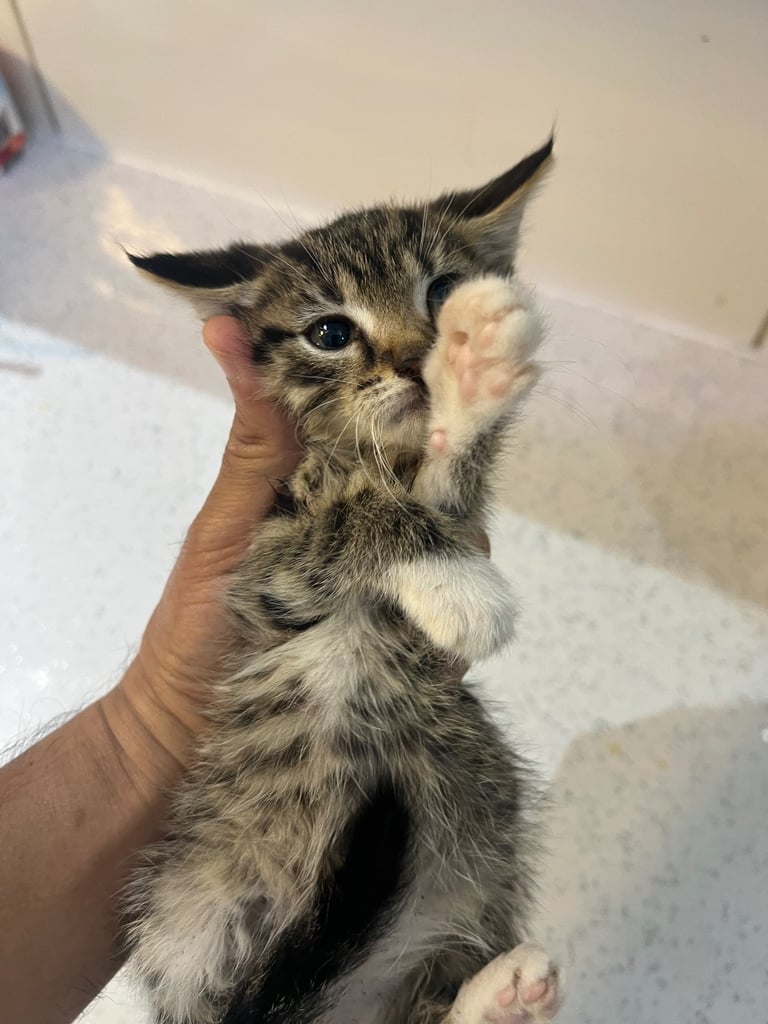 Two Kittens available for sale