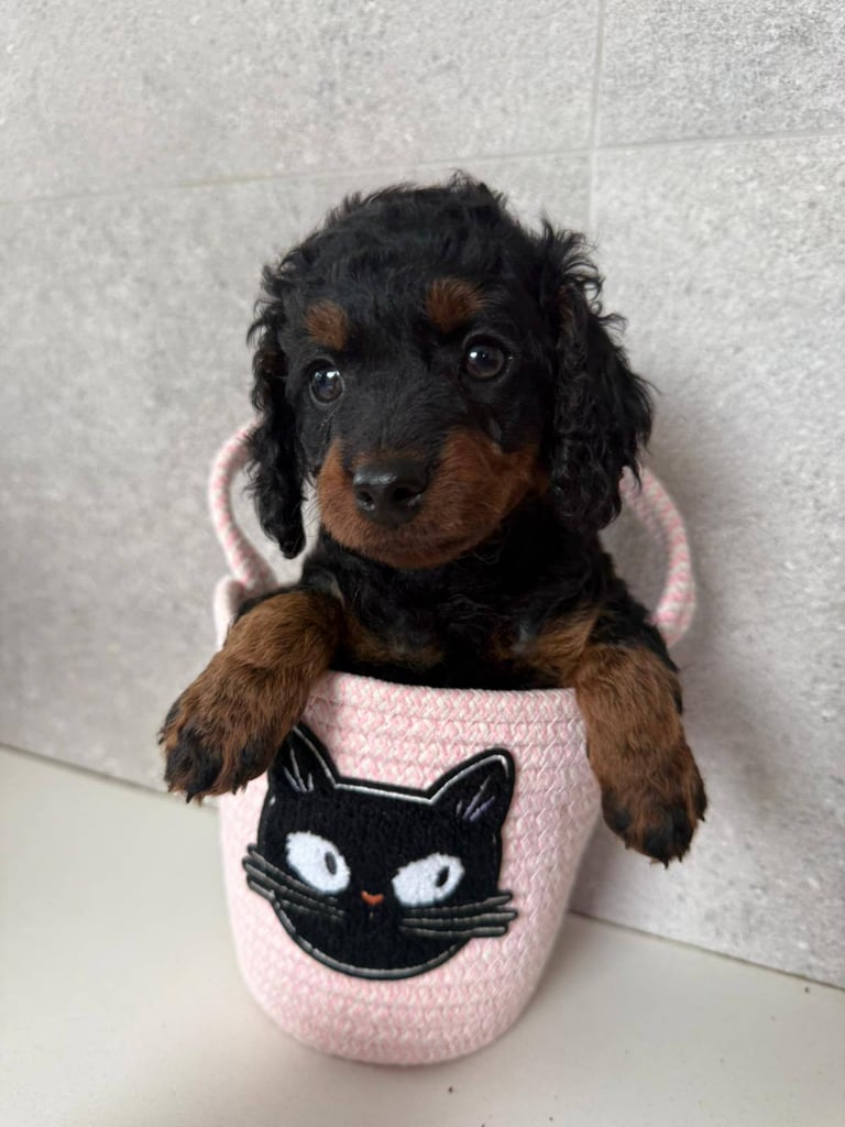 2 Gorgeous F2 Cockapoo puppies for sale 