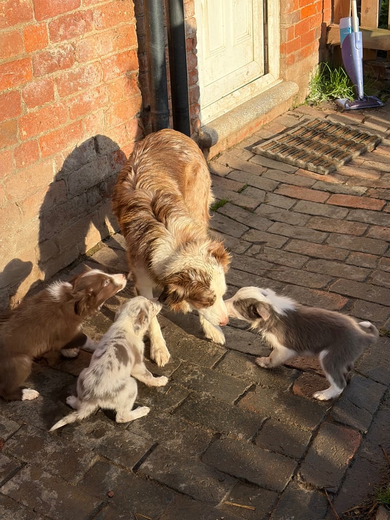 Border collie puppies 