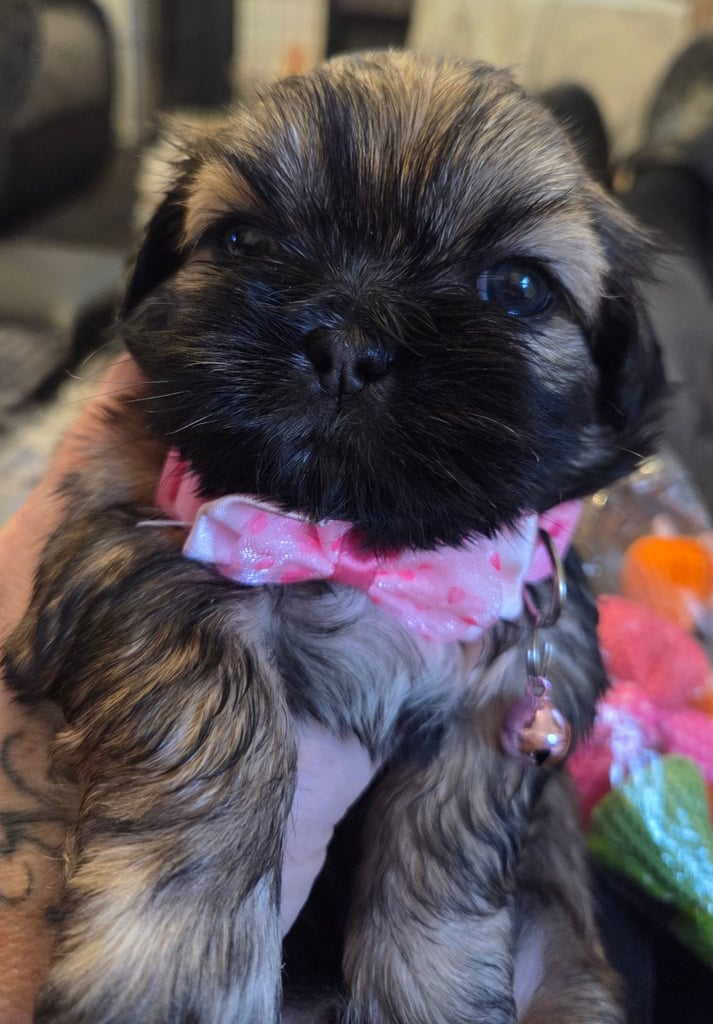 Shitz shu puppies