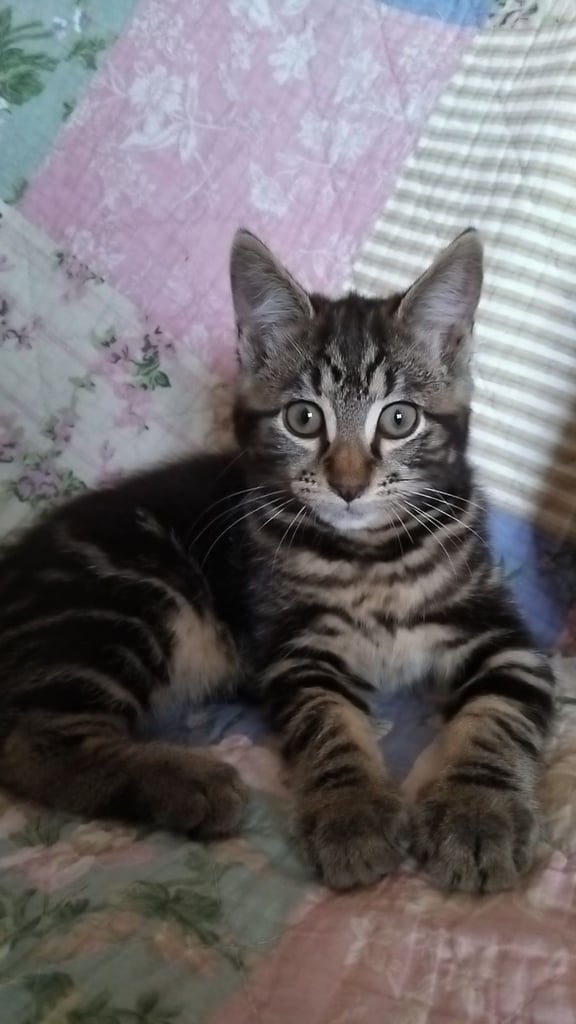 4 lovely kittens for sale