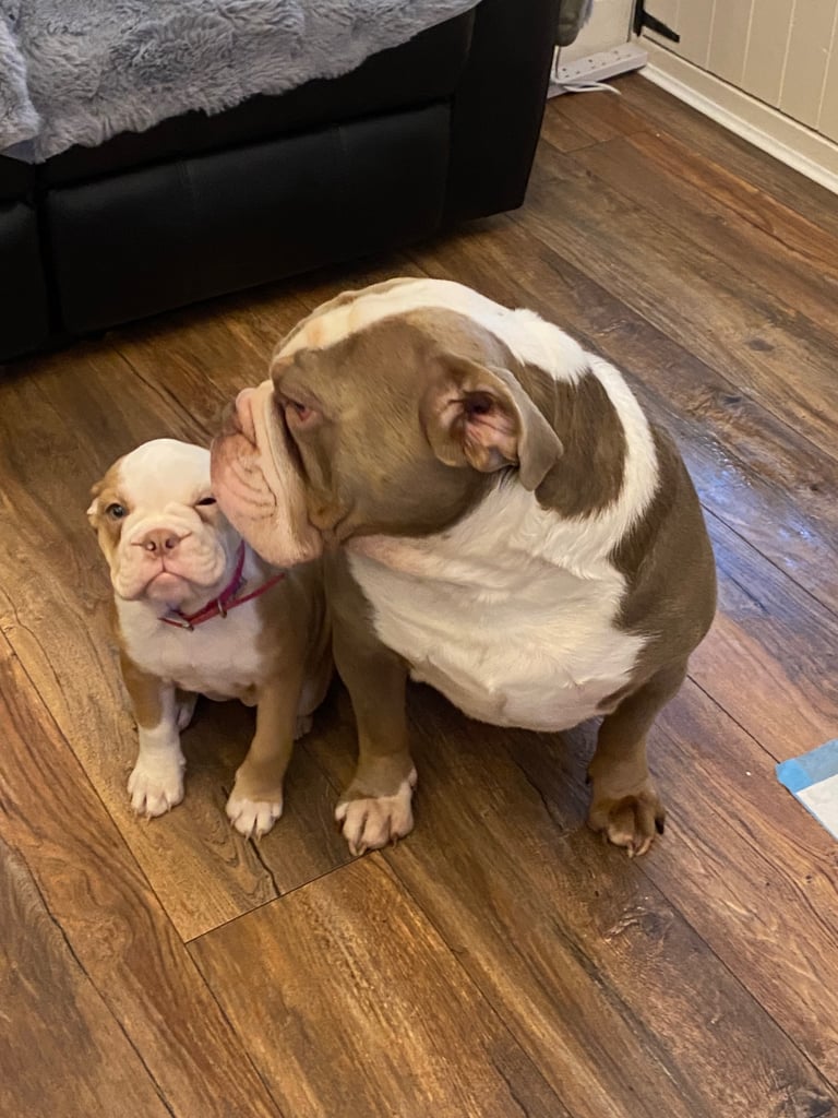 Old English bulldog puppy for sale. 