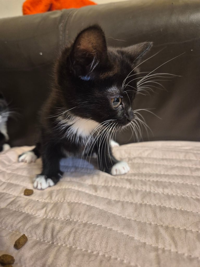 3 gorgeous female kittens. urgent. £45