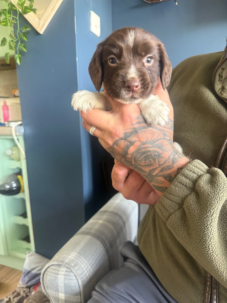English springer spaniel puppies 