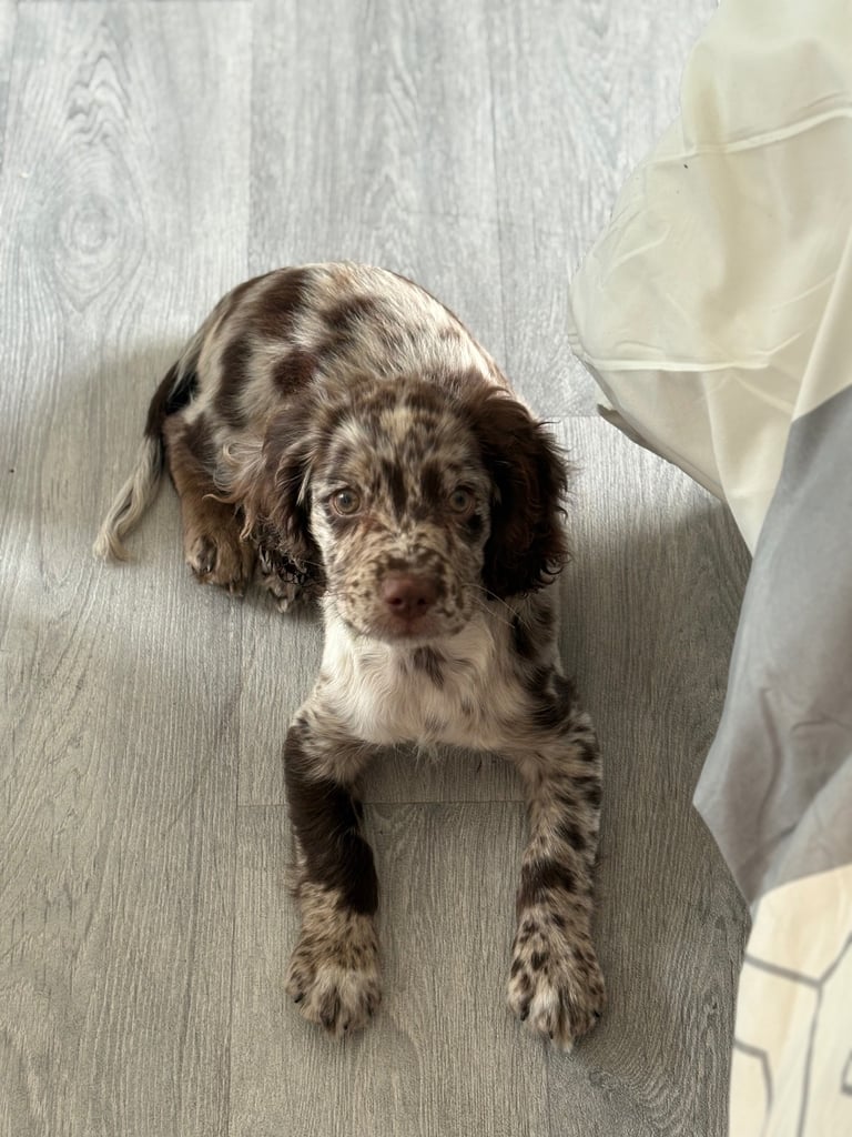 Female cocker spaniel 