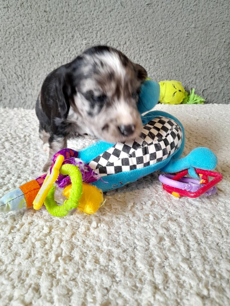 Gorgeous Sprocker pups. 