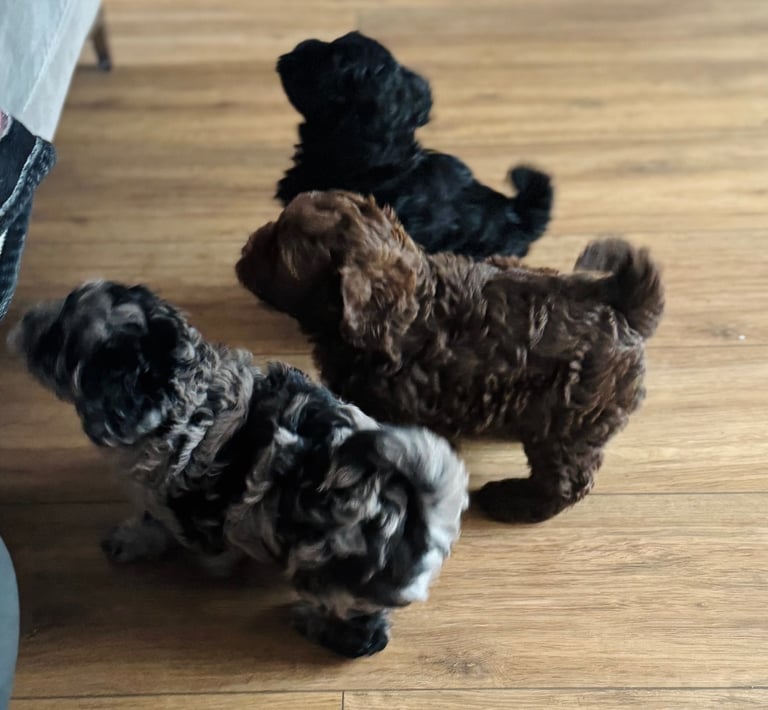 Outstanding Shihpoo puppies Ready now