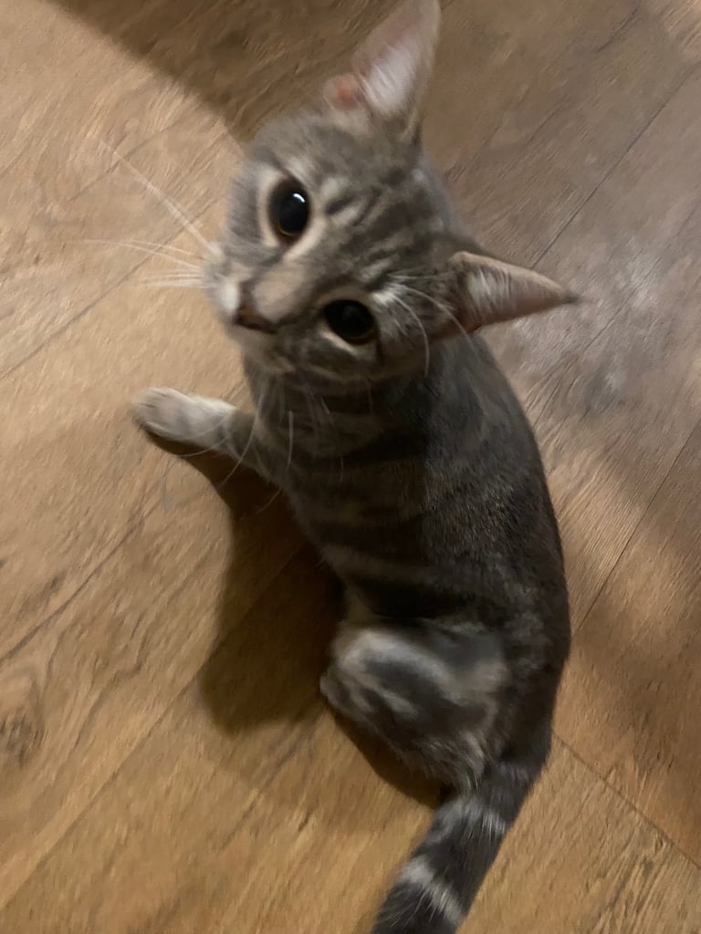 Stunning grey tabby kitten