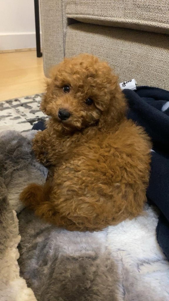 Cute Toy Poodle Puppy – Smart, Playful & Loving!