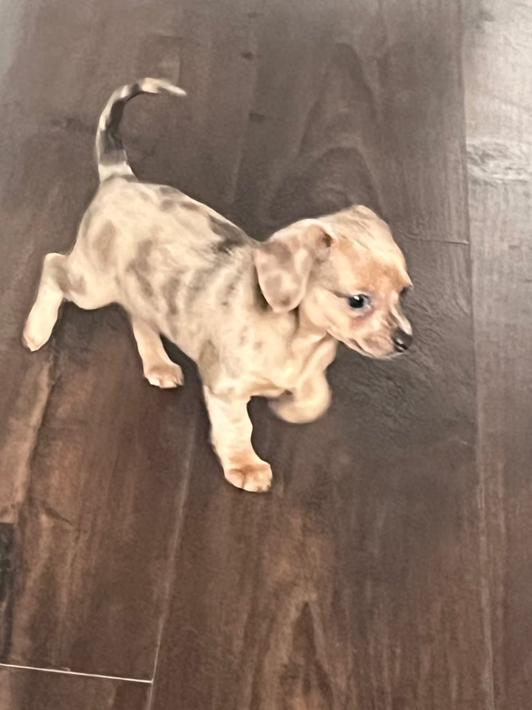 Miniature dachshund puppies ready