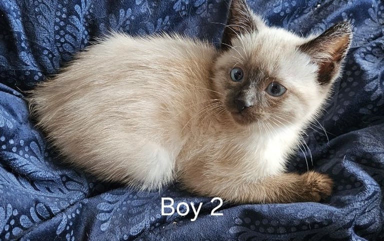 Stunning blue eyed, part pedigree kittens
