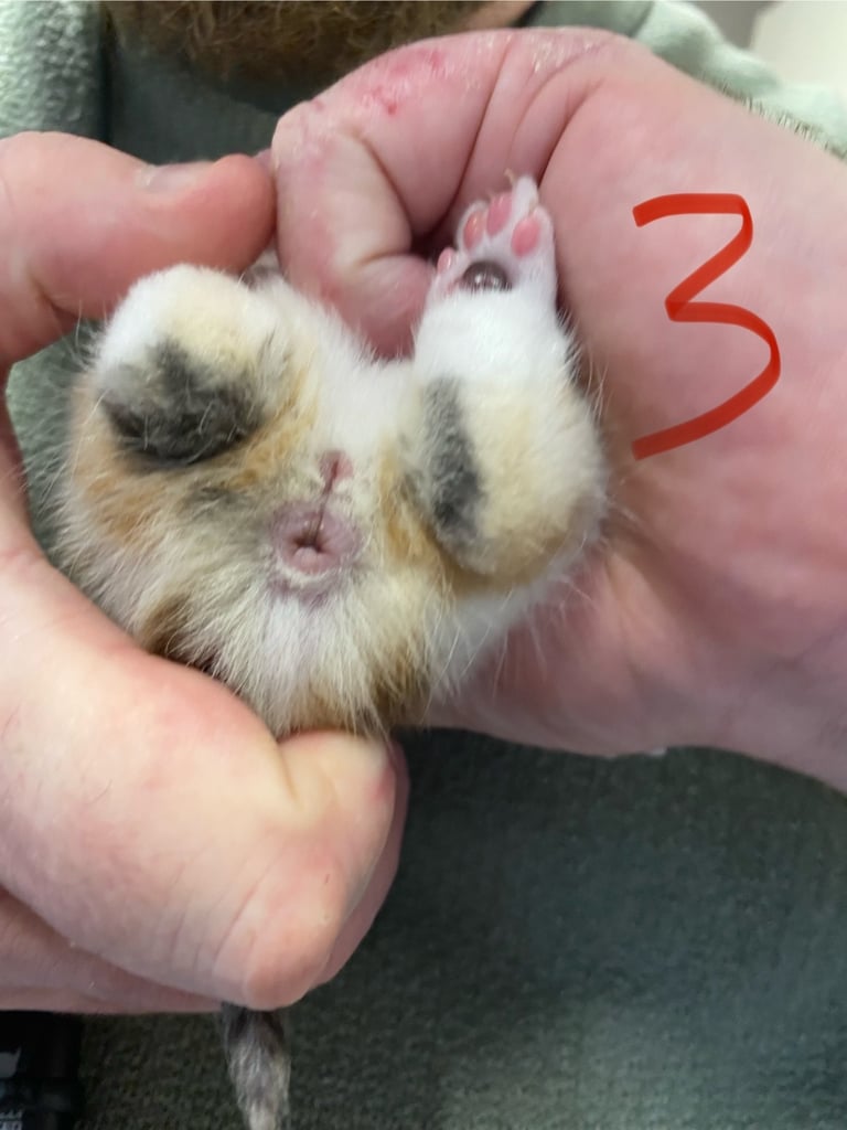 4 beautiful kittens