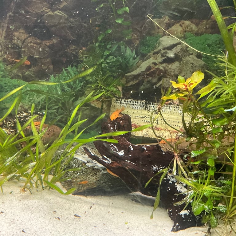 Super red pleco 