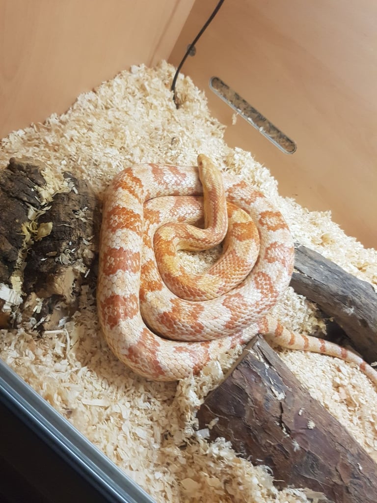 Corn snake + vivarium