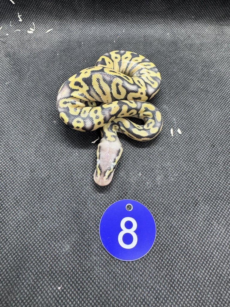 Royal python from £60