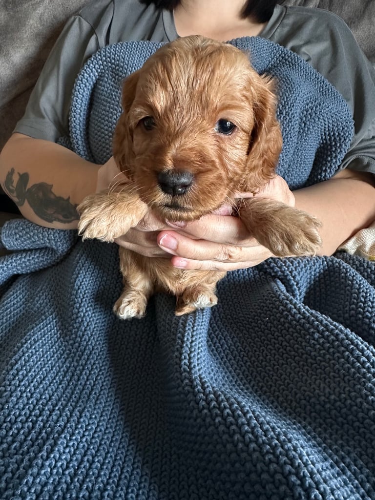 🐶 8 Gorgeous F2 Cockapoo Puppies – Ready Soon! 🏡