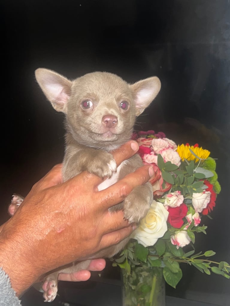 Chihuahua puppy’s 