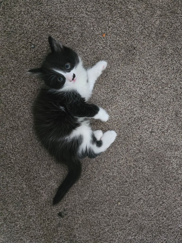 Boy,2xAdorable 9-Week-Old Kittens for Sale