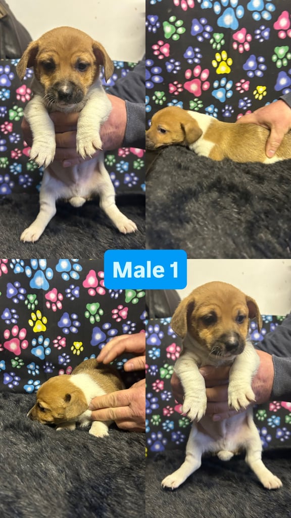 Purebred miniature jack Russel pups