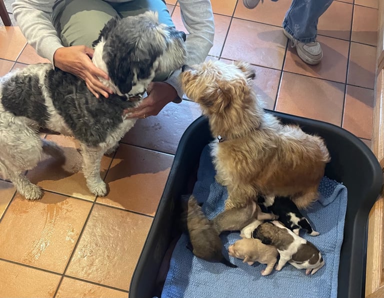 Puppies