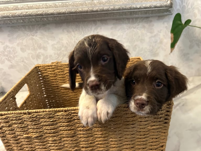 Ready now Kc reg male springer spaniels 