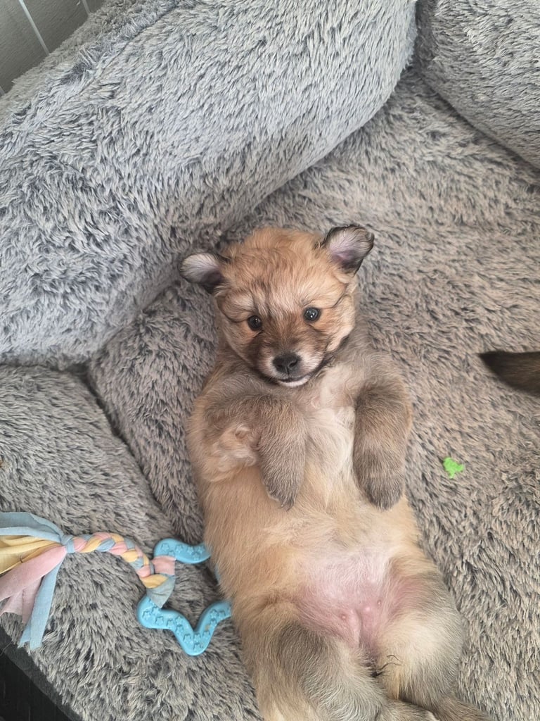 image for Pomsky F3b puppies