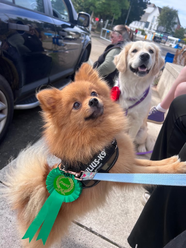 Pomchi 