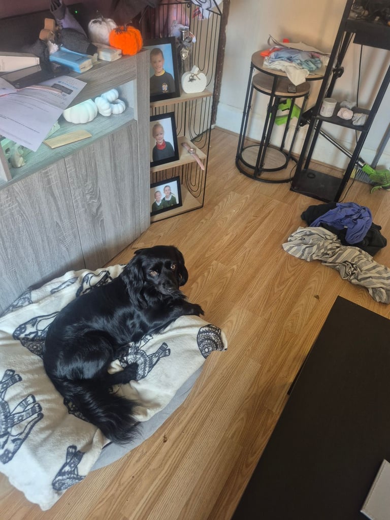 15 month old mixed breed male dog for sale £150