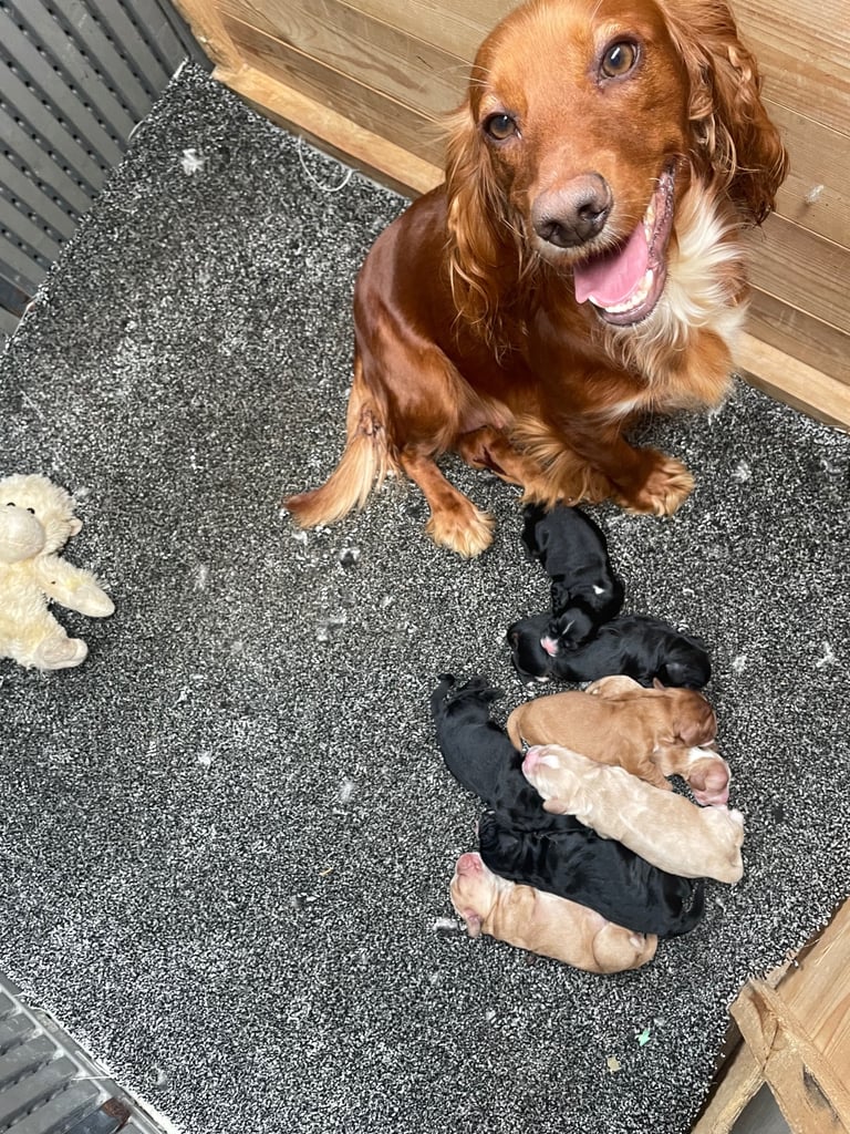 🐾 Gorgeous Cocker Spaniel Puppies  🐾
