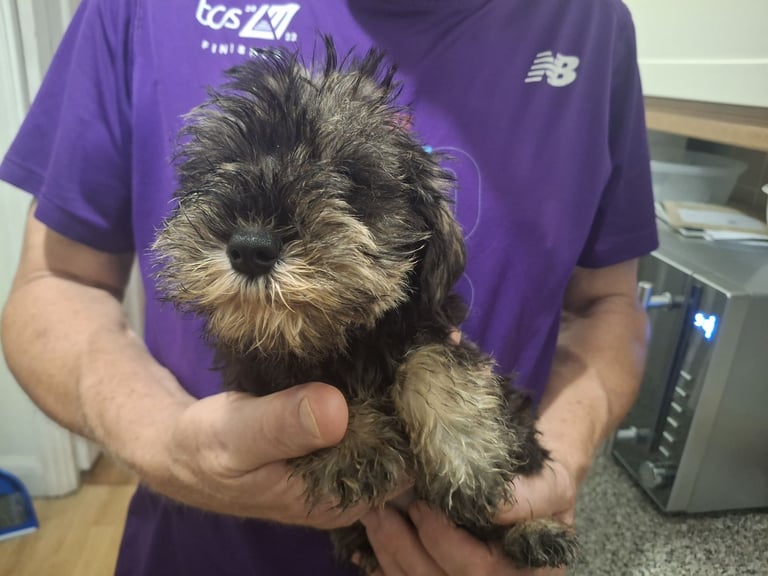 Adorable Miniature Schnauzer Puppies for Sale 