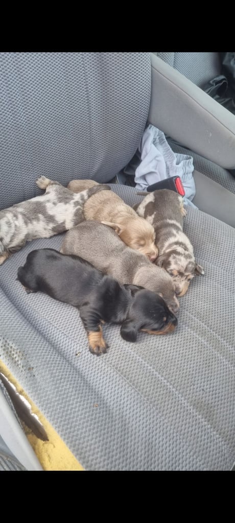 Dachshunds miniature poppies