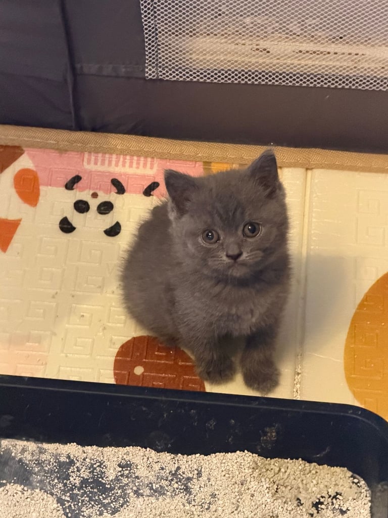 🐾 British Shorthair Kittens for Sale 🐾