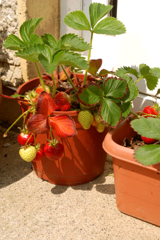 image for Large Pots of Strawberries 🍓🌿